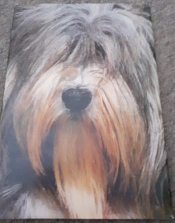 Livre Artis Historia Le chien le meilleur ami de l homme