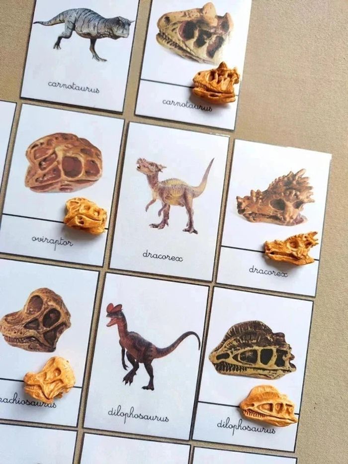 Kit nomenclatures des dinosaures avec crânes Montessori - photo numéro 2