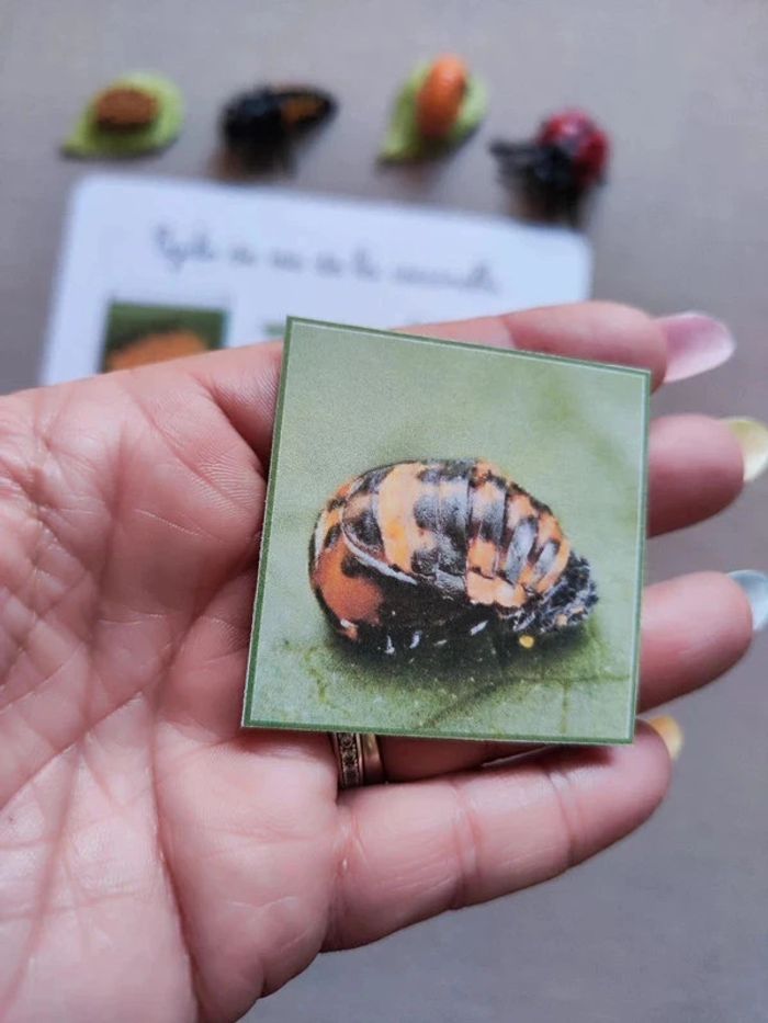 Kit cycle de vie d'une coccinelle Montessori - photo numéro 7