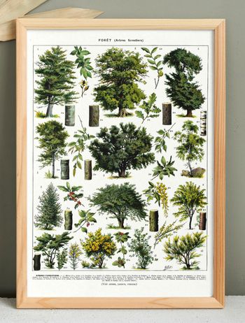 Affiche sur les arbres "hêtre", d'après une lithographie de 1928