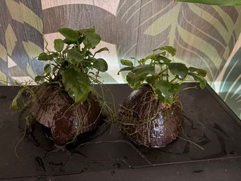Anubias sur noix de coco 