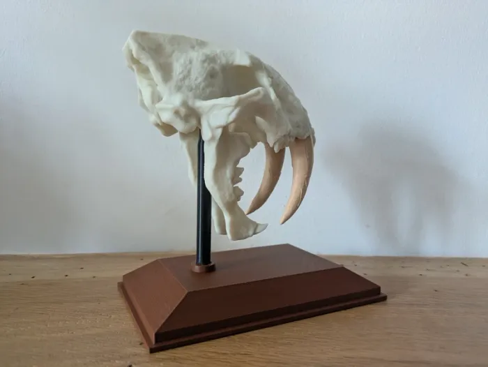 Crâne de tigre à dents de sabre smilodon - photo numéro 9