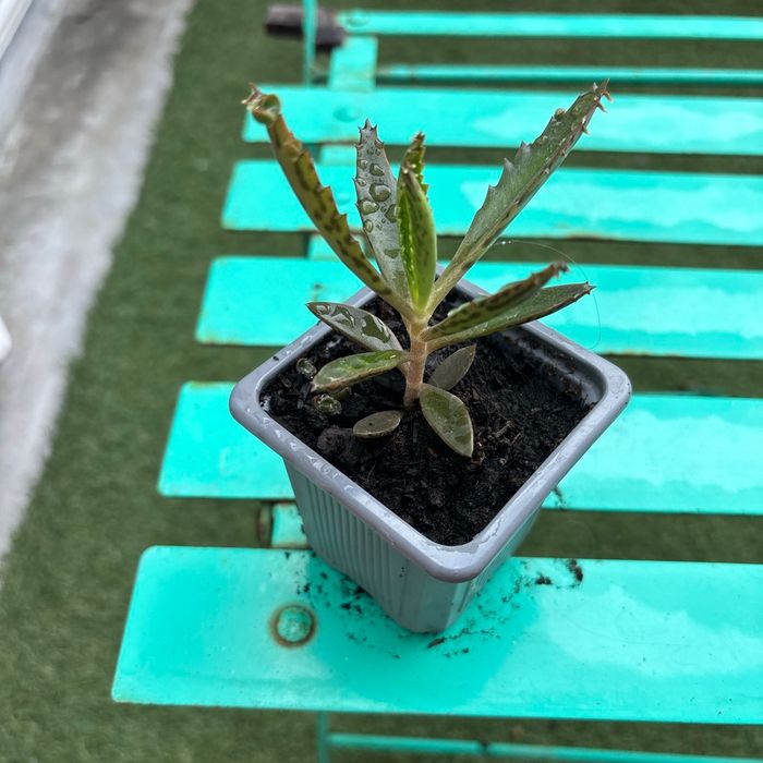 Superbe bouture Kalanchoe daigremontiana, plantes-mères ou Mère de milliers. - photo numéro 4