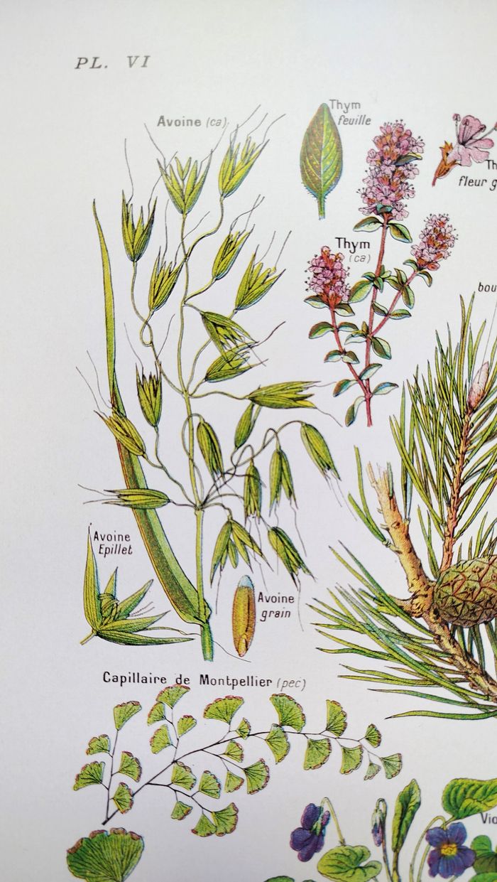 Affiche botanique sur les plantes calmantes, d'après une lithographie de 1928 - photo numéro 2