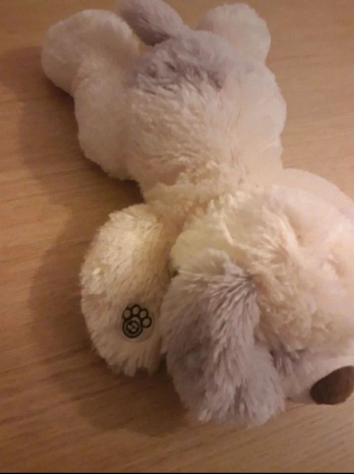 Chien - photo numéro 2