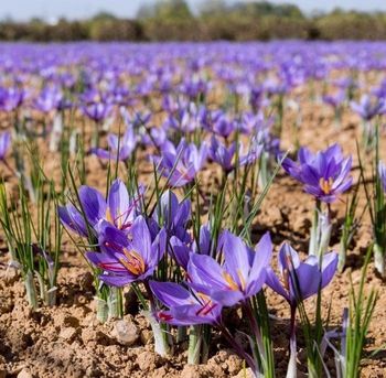 Bénéficiez de --25  % sur lot50 bulbes crocus safran sativus  bio