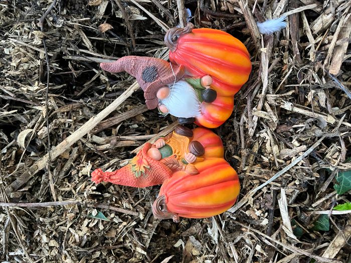 Couple de lutin gnome des forêt sur Citrouille