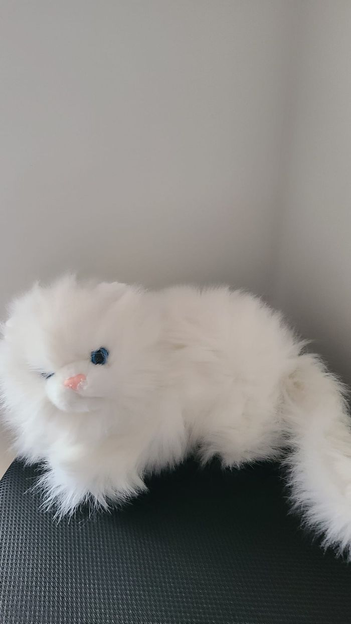 doudou chat - photo numéro 6