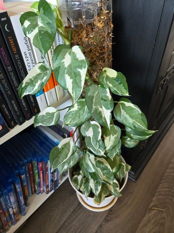 Pothos panaché