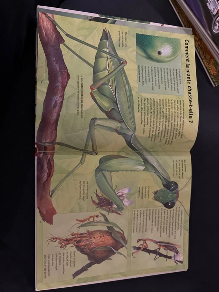 Livre pour enfants mes questions aux insectes - photo numéro 3