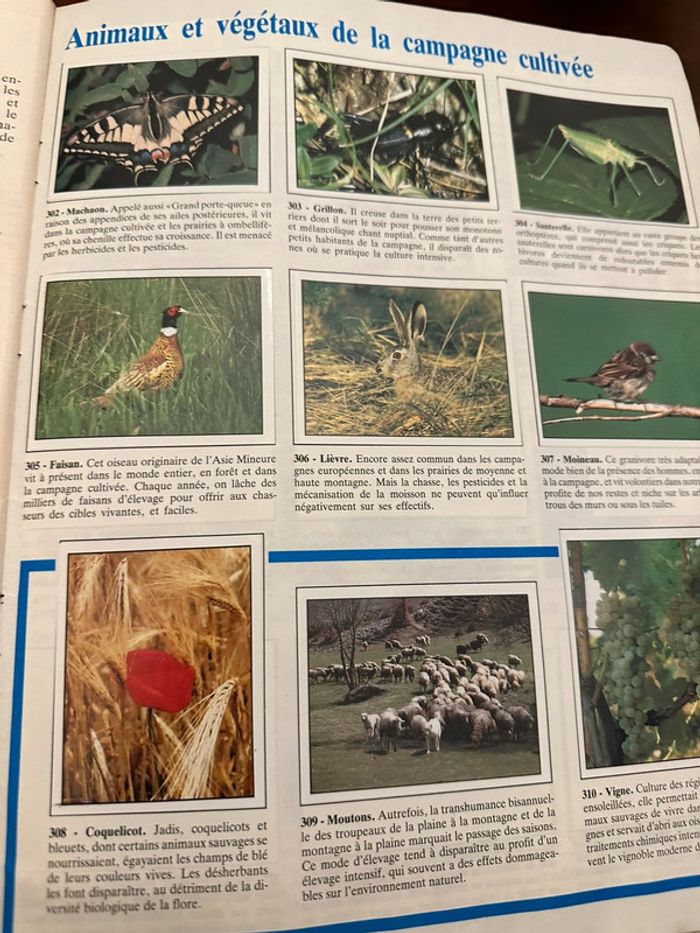 Album Panini complet WWF Nature en danger fonds mondial pour la nature stickers autocollants livre - photo numéro 13