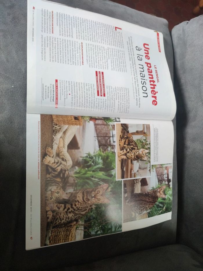 Magazine 30 millions d'amis numéro 379 décembre 2019 - photo numéro 8