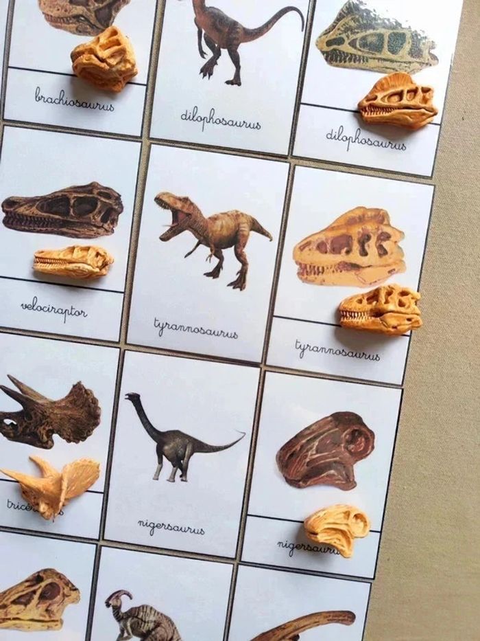 Kit nomenclatures des dinosaures avec crânes Montessori - photo numéro 3