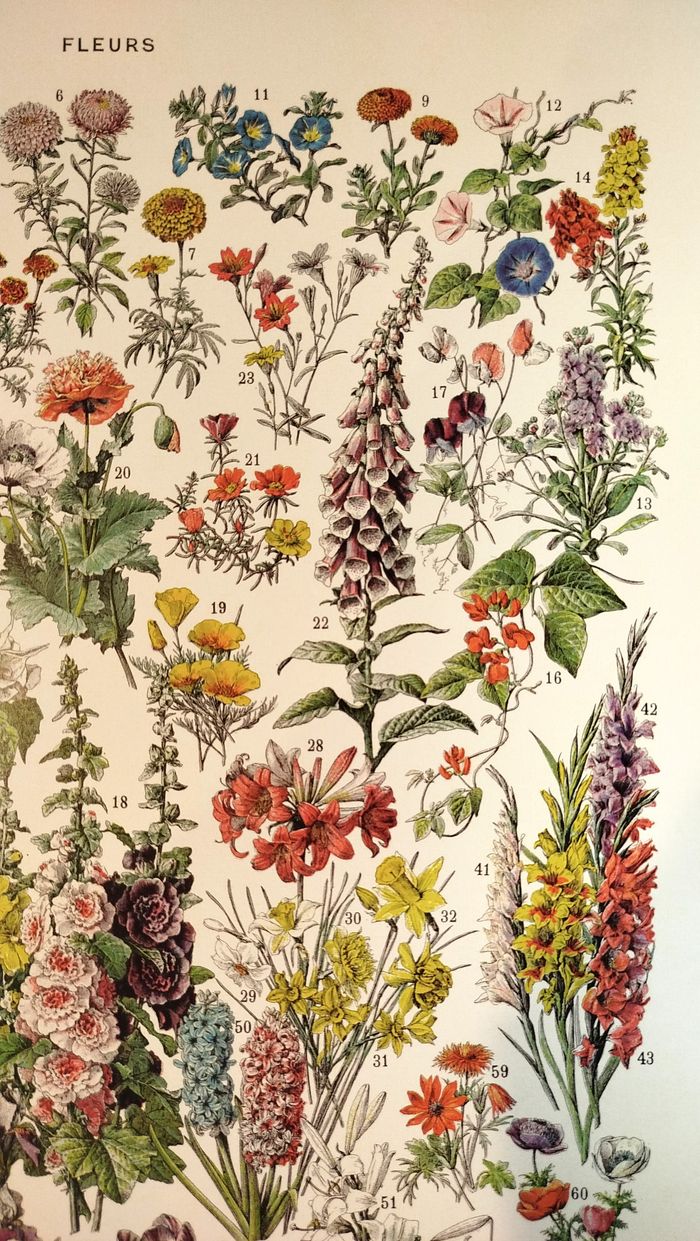 🌸 Affiche sur les fleurs "amarante", d'après une lithographie de 1928 - photo numéro 3