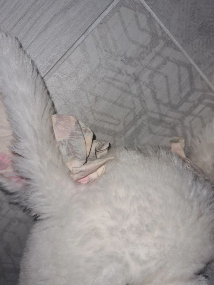 Peluche lapin avec nez violet - photo numéro 8