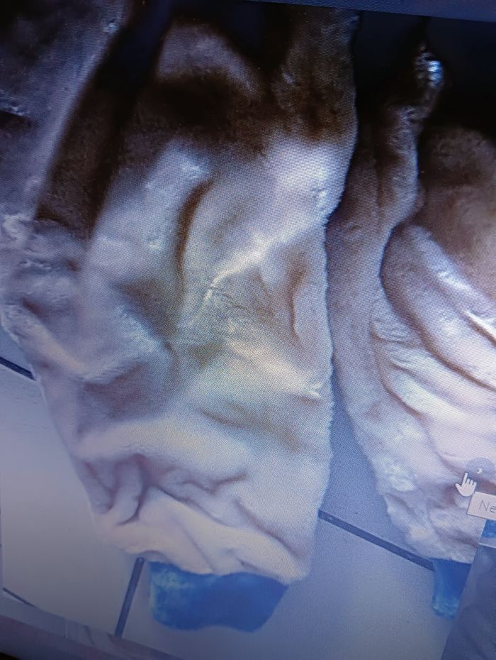 Déguisement CHIEN taille 3 / 4 ans - photo numéro 4