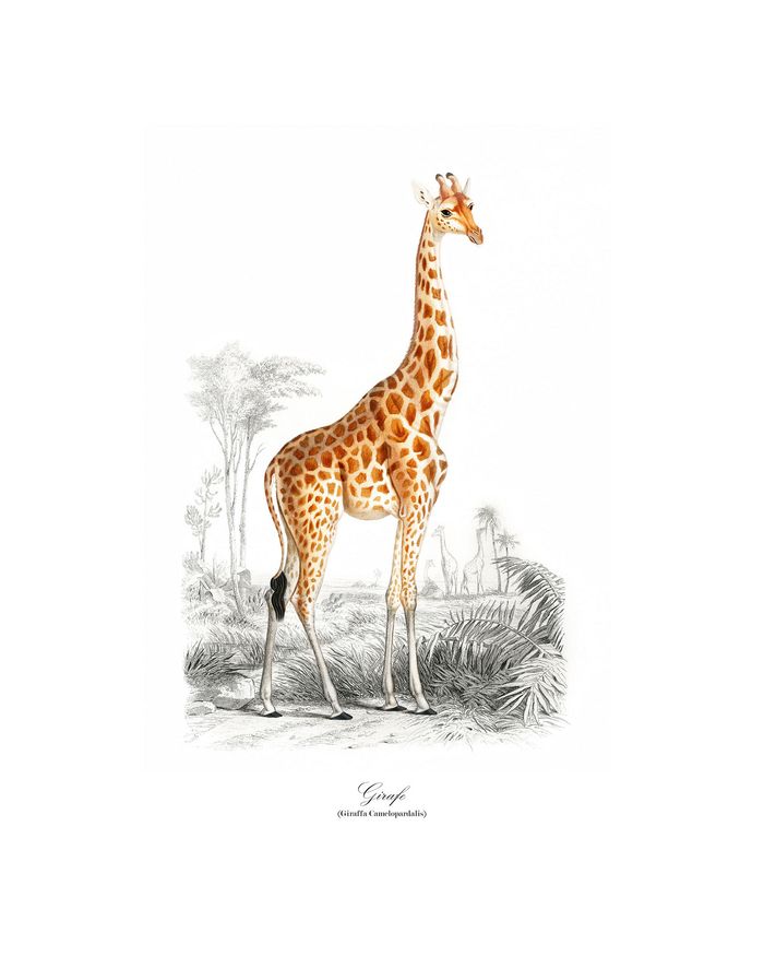 Affiche vintage Girafe format A4