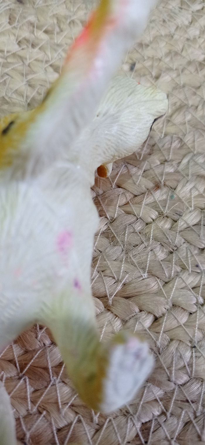 Jouet vintage, figurine guépard, cheetah, marque TM, satisfaisant - photo numéro 5