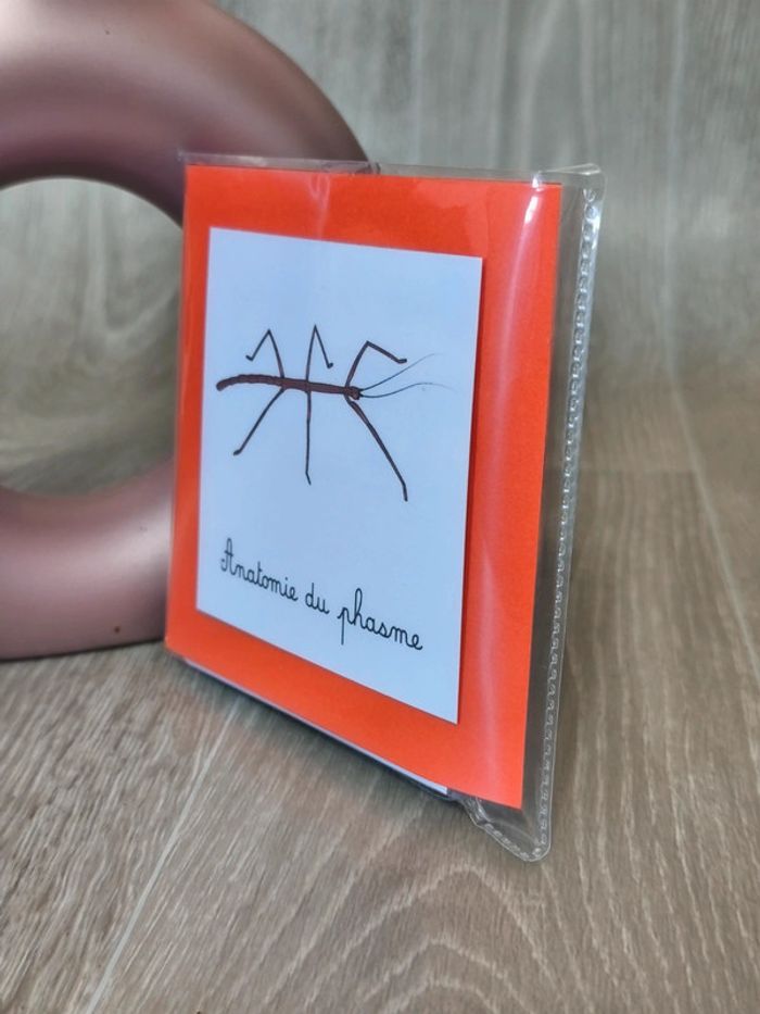 Cartes de nomenclature du phasme - photo numéro 4