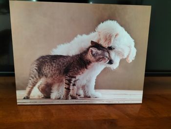 Tableau chien chat 30*40