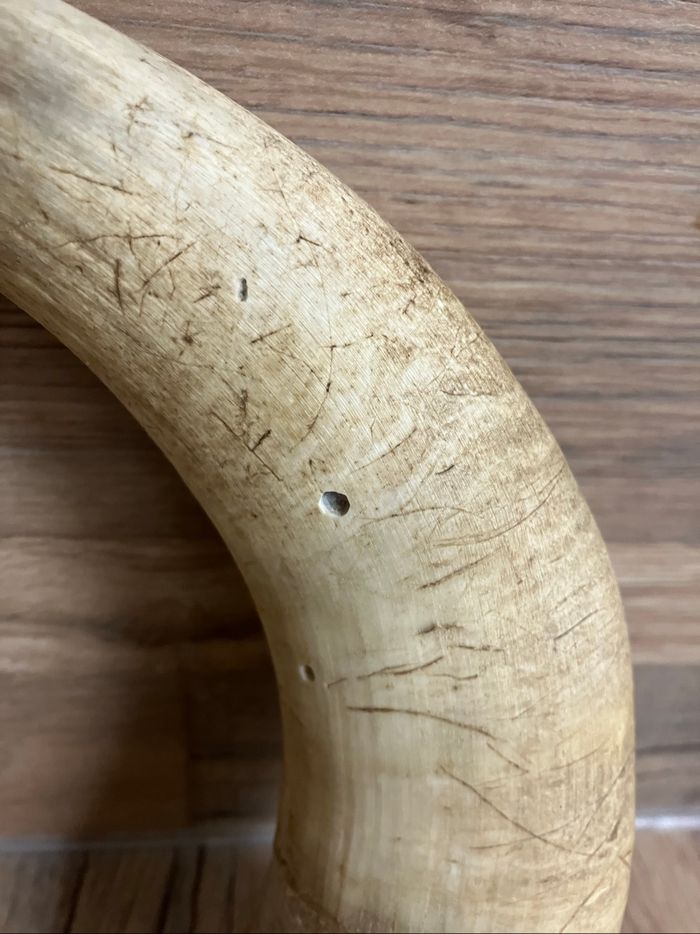 Corne de vache - photo numéro 2