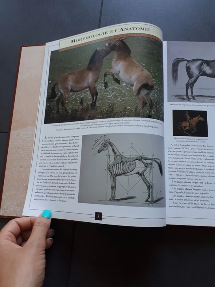 Très beau livre le grand livre des chevaux - photo numéro 5