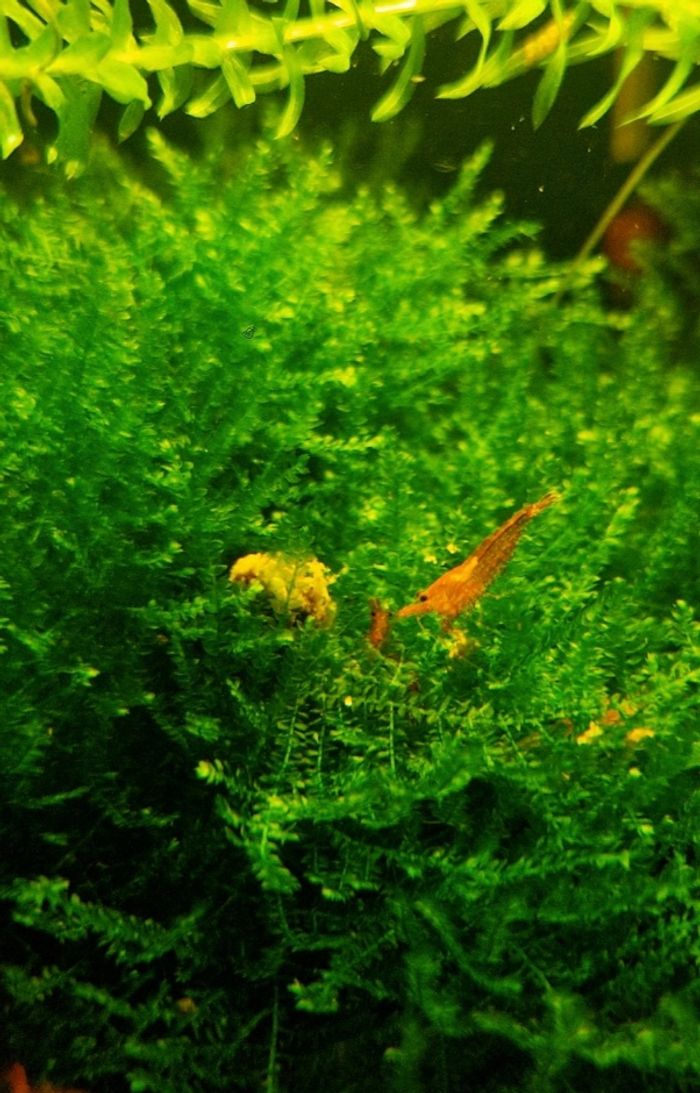 Crevettes d'Aquarium Décoration - photo numéro 2