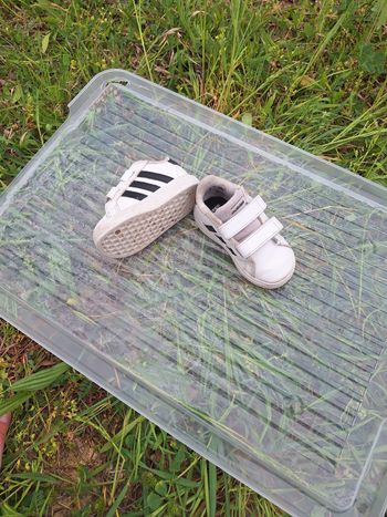 Chaussure adidas 