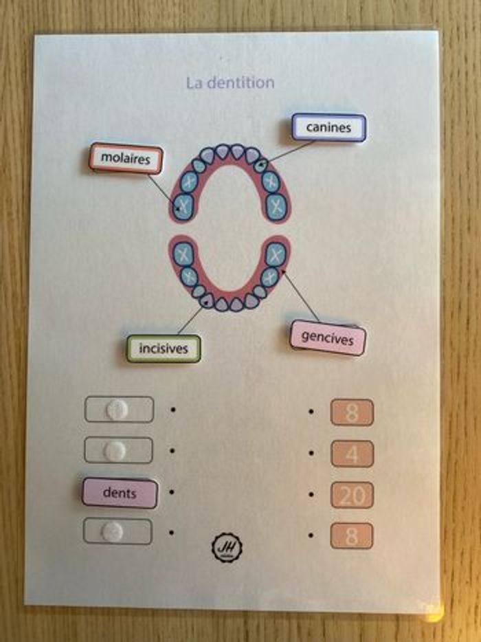 Fiche Montessori : Le corps humain : Les dents