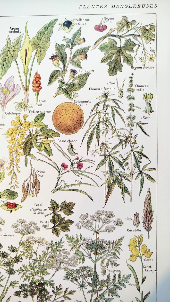 Affiche sur les plantes dangereuses "cigue", d'après une lithographie de 1920 - photo numéro 3