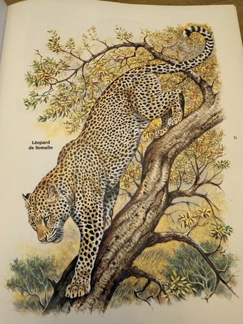 Robert Dallet Encyclopédie sur les Félins livre ancien vintage pour collectionneurs