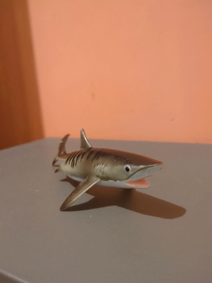 Requin Safari
