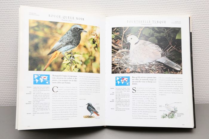 Les oiseaux de nos régions - photo numéro 2