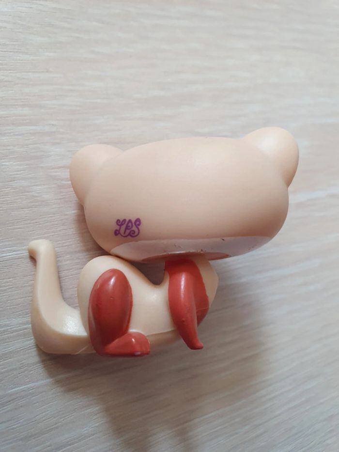 Petshop furet - photo numéro 2