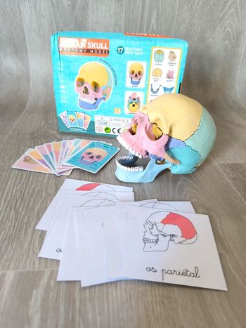 Kit Squelette crâne humain + cartes de nomenclature