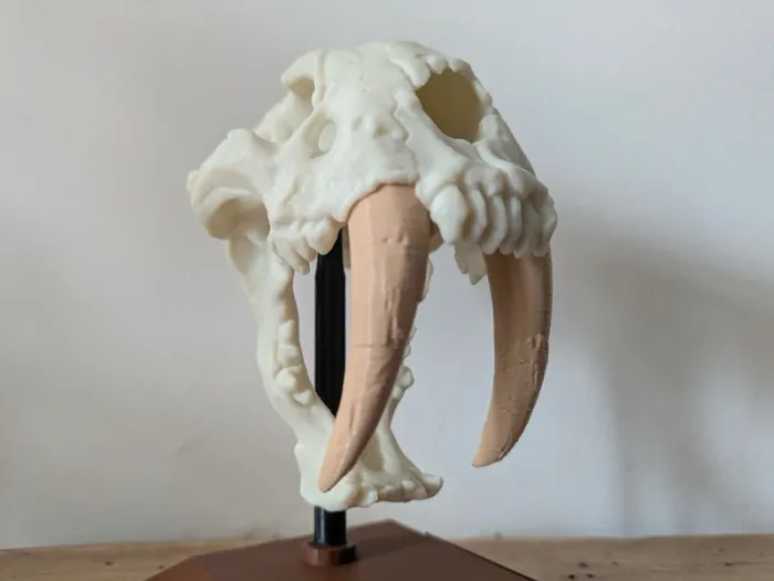 Crâne de tigre à dents de sabre smilodon - photo numéro 15