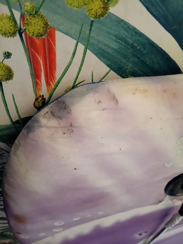 Bodyboard violet avec dauphins - photo numéro 4