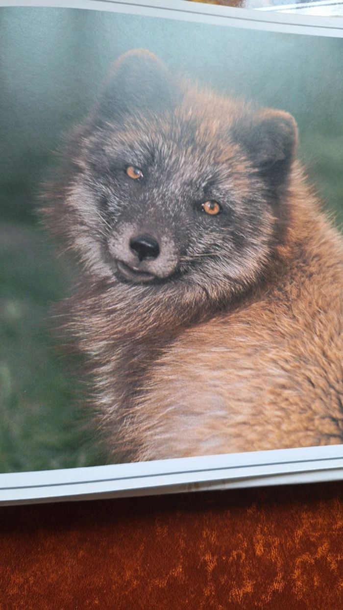 Jane burton animaux hatier - photo numéro 4