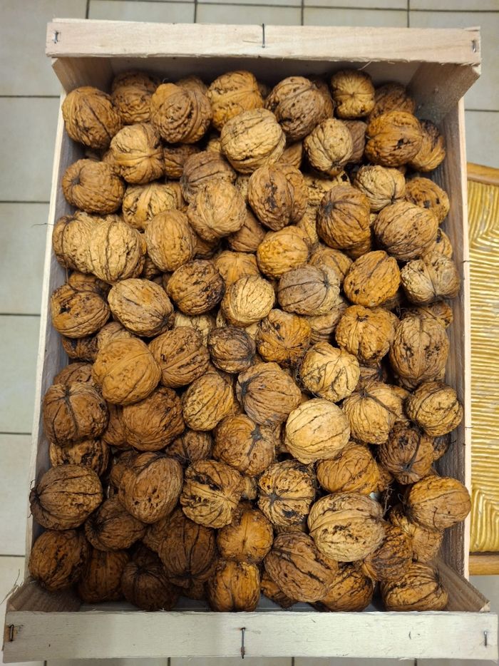 Noix bio - photo numéro 2