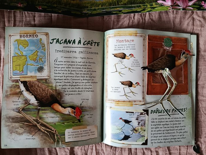 Livre sur les oiseaux exotiques - photo numéro 6