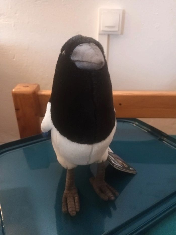 Magnifique oiseau pie magpie bird hansa animaMagnifique oiseau pie magpie bird hansa anima - photo numéro 8