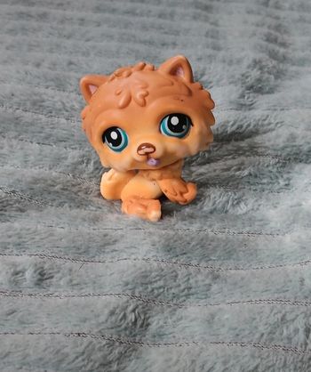 Petshop chien 117