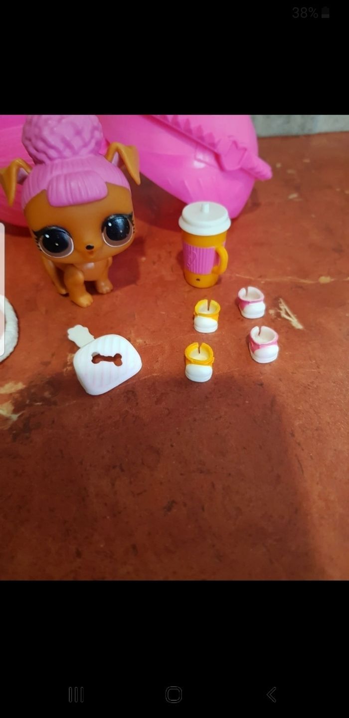 Pets animals Hooper D.O.G - photo numéro 3