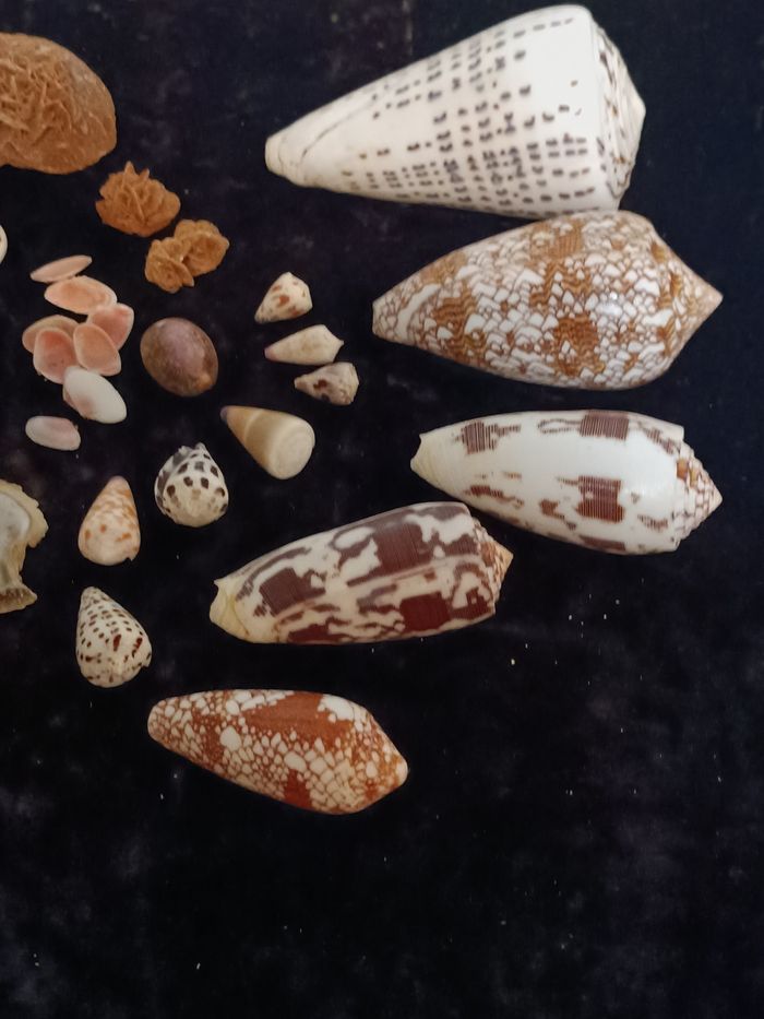 Coquillages  Ste Lucie rose des sables - photo numéro 8