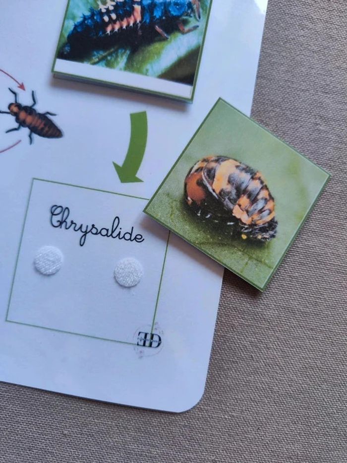 Kit cycle de vie d'une coccinelle Montessori - photo numéro 2