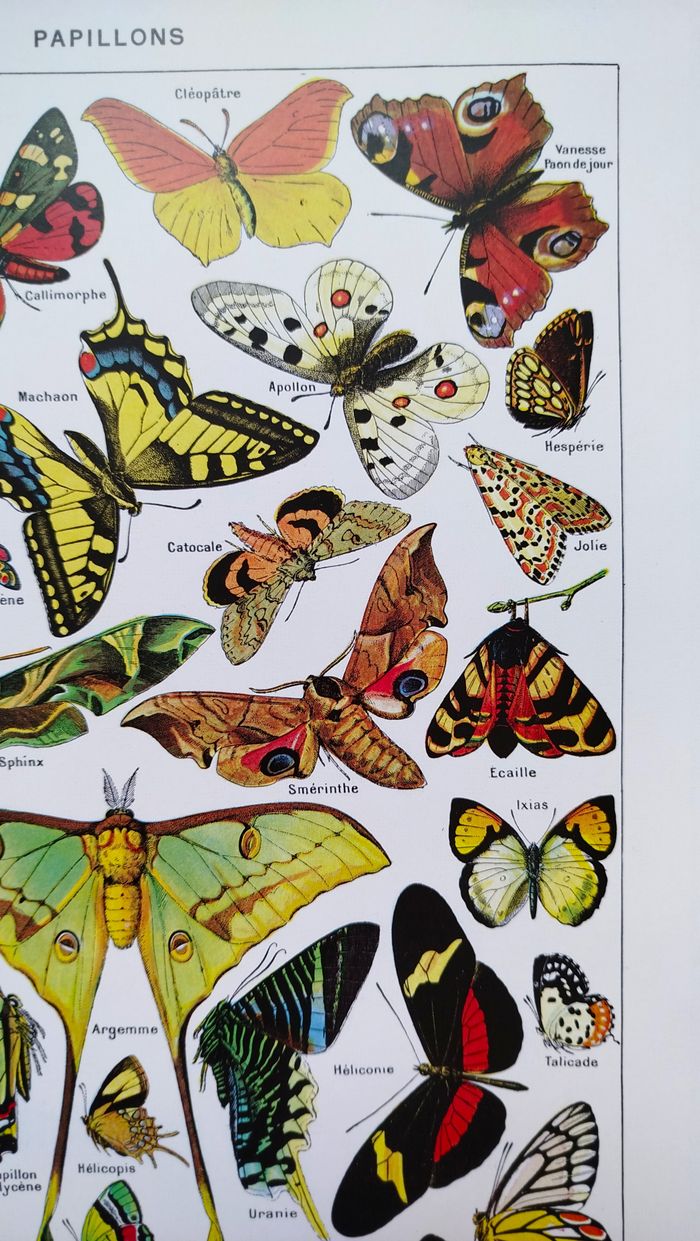 🦋 Affiche sur les papillons, d'après une illustration ancienne de 1928 - photo numéro 5