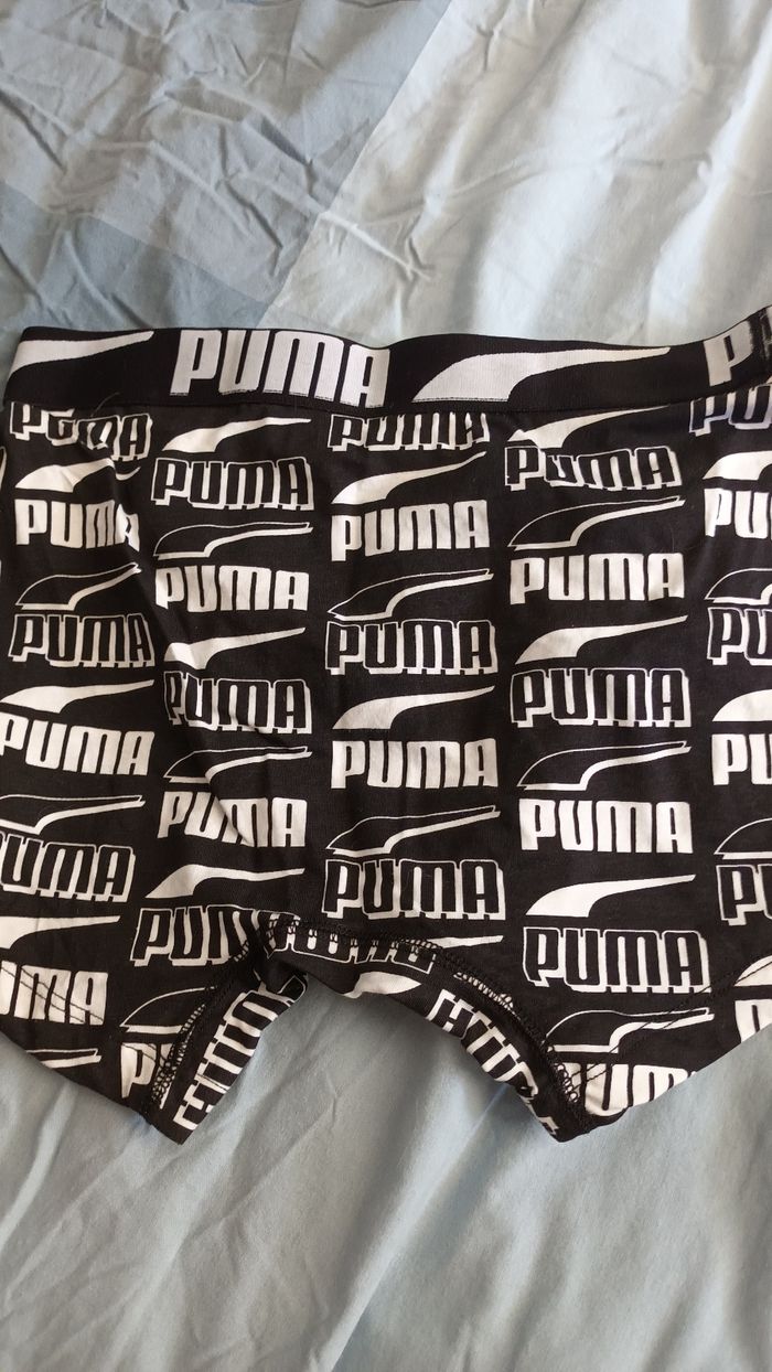Boxer puma - photo numéro 2