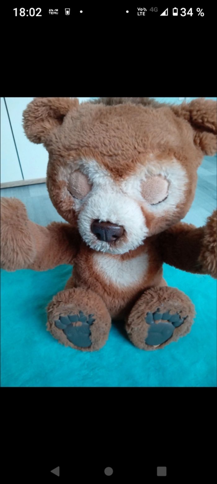 Ours cuby - photo numéro 2