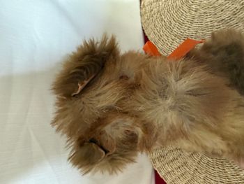 vintage, peluche, chien,