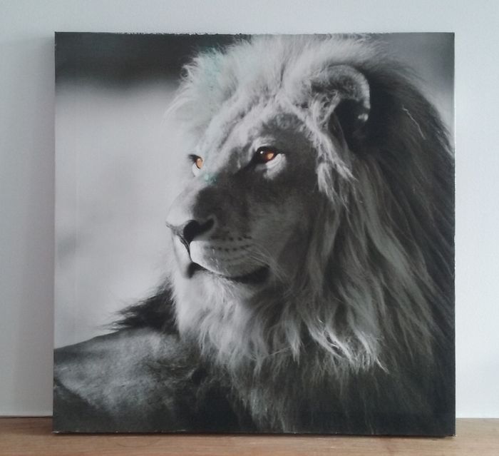 Toile lion sur cadre